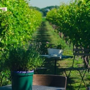 Yoga & Food Dagretreat Brabant